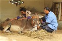 To provide veterinary care to cows