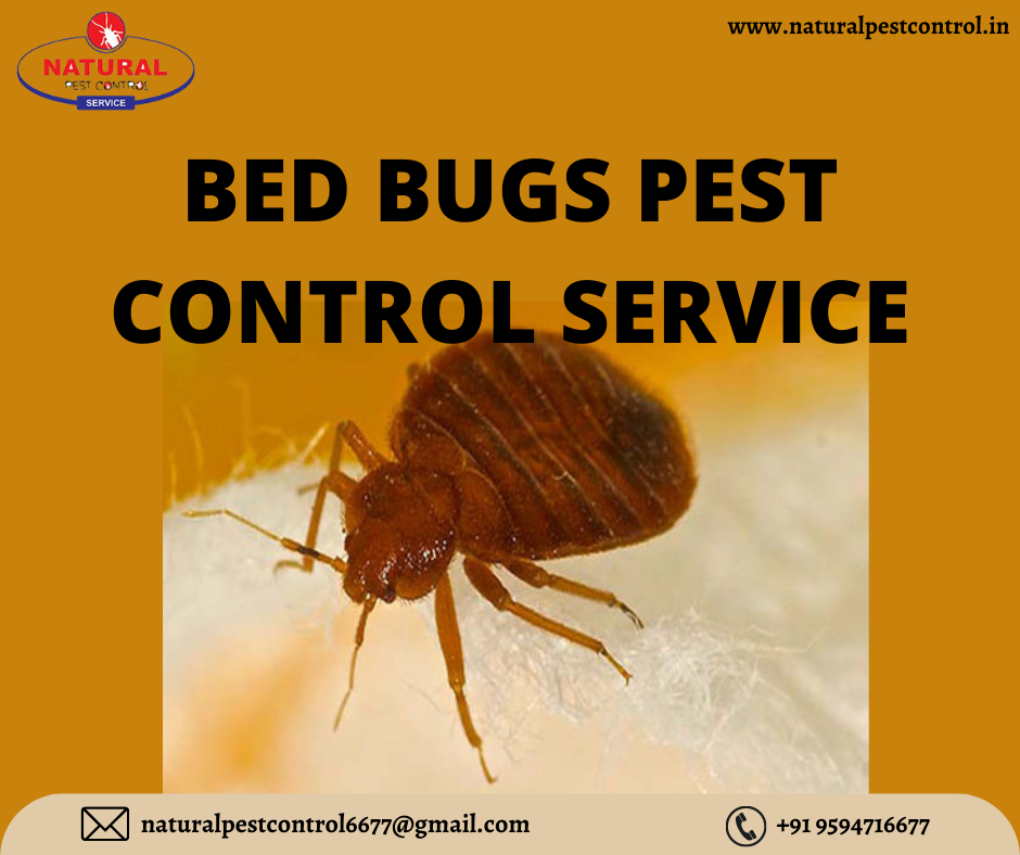 BED BUGS PEST CONTROL SERVICE
